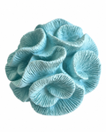 Blue Coral Mushroom Cluster