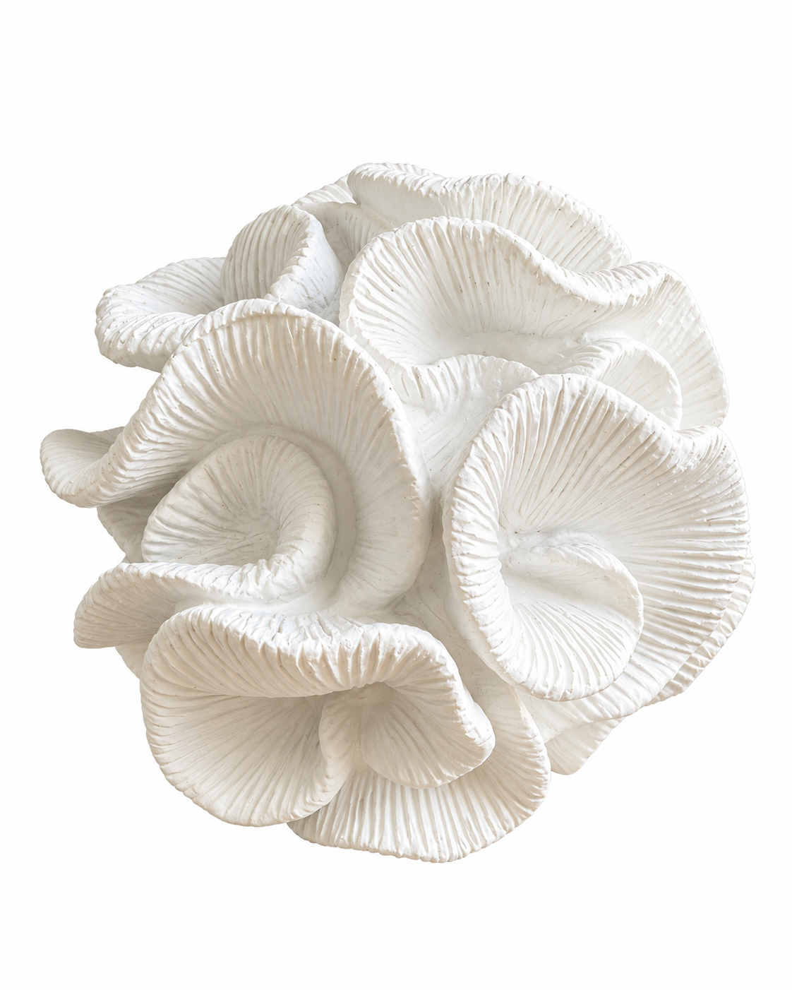 White Coral Mushroom Cluster